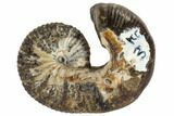 Fossil Ammonite (Scaphites) - South Dakota #117208-1